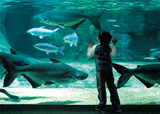 世界淡水魚園水族館 アクア・トト ぎふ